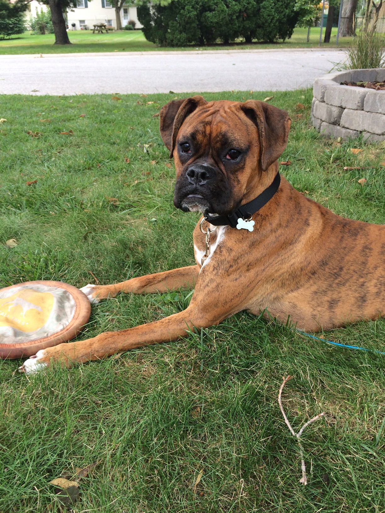 National Dog Day